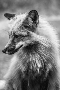 Photo of a fox