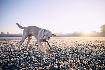 Dog on field against sky