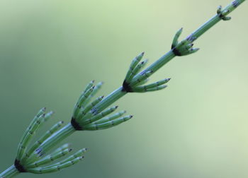 Close-up of plant over black background