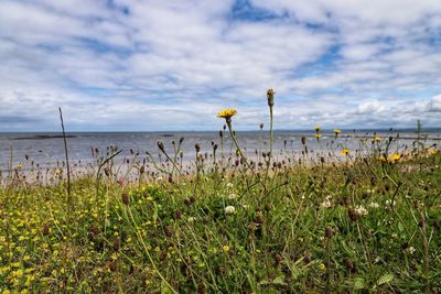 Scenic view of sea against cloudy sky