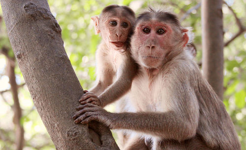 Close-up portrait of monkey against blurred trees