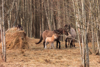 Spring's new wonder. captivating wild horse foal embarking on life's journey in northern europe