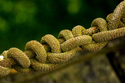 Close-up of rope on plant