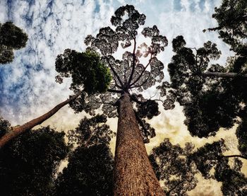 Low angle view of tree against sky