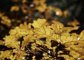 Close-up of autumnal leaves on land