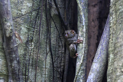 Close-up of an animal on tree trunk in forest