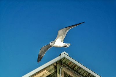 Low angle view of seagull flying against clear sky