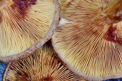 Full frame shot of mushrooms