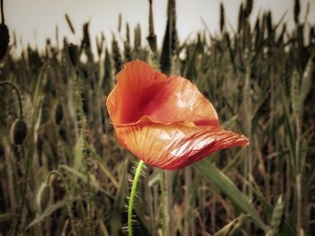 Close-up of red flower on field