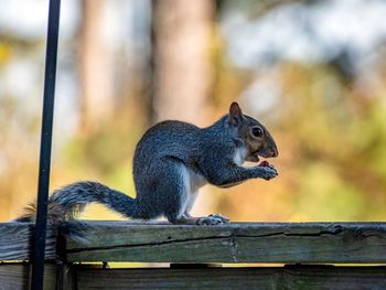 Close-up of squirrel on wooden fence