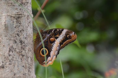 Close-up of butterfly on leaf