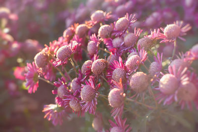 Pink chrysanthemums autumn garden. a flower bed in bright sunlight.