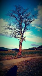 Bare trees on landscape against sky