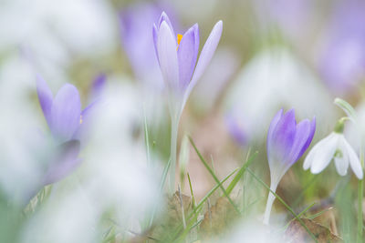 Close-up of purple crocus flowers on field