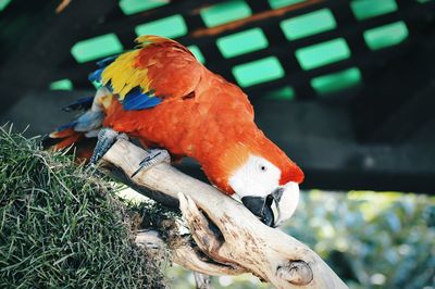 Close-up of scarlet macaw perching on branch