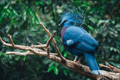 Close-up of bird perching on tree