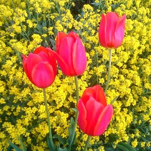 Close-up of pink tulips blooming in park