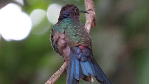 Close-up of bird perching on branch