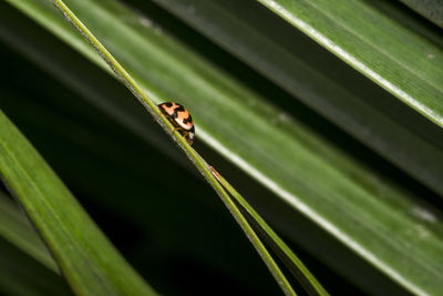 Close-up of ladybug on leaf