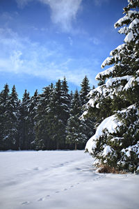 Snow covered plants by trees against sky during winter