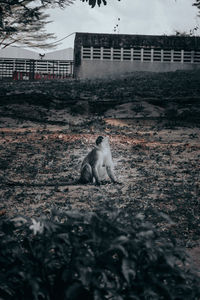 View of a cat on land