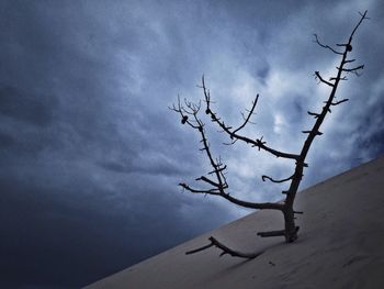 Snow perching on tree against sky