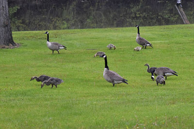 Flock of birds on grassy field