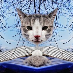 domestic cat