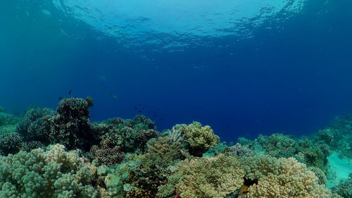 undersea