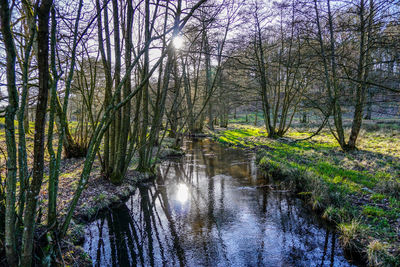 Scenic view of river in forest