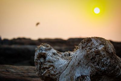 Close-up of driftwood on beach