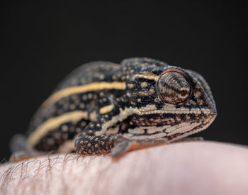 Close-up of lizard on black background