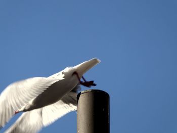 Low angle view of seagull flying