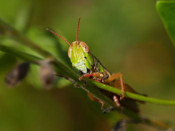 Close-up of insect on leaf