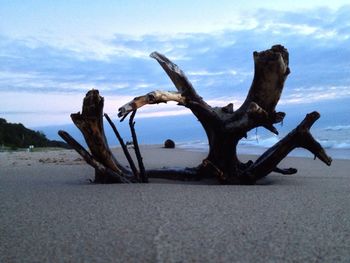 Close-up of dead tree on beach