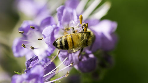 Close-up of bee on purple flower