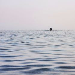 Man swimming in sea against clear sky