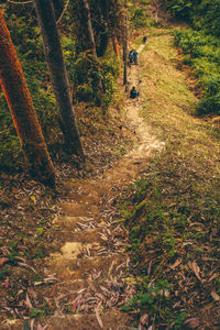 Rear view of person walking on footpath in forest