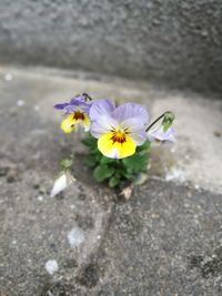 Close-up of yellow crocus blooming outdoors