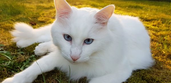 Close-up portrait of white cat on field