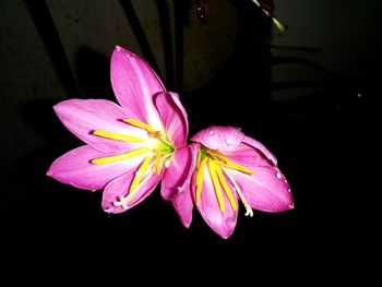 Close-up of flower blooming against black background