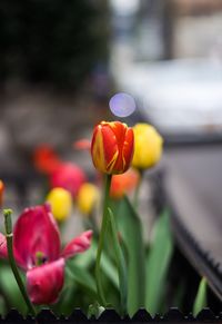 Close-up of flowers blooming outdoors