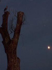 Low angle view of bare tree against sky