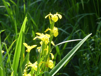 Close-up of yellow flowering plant on field