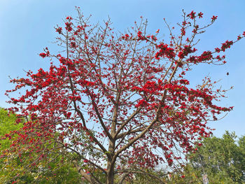 Low angle view of flowering tree against sky