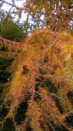 Close-up of tree on field in forest