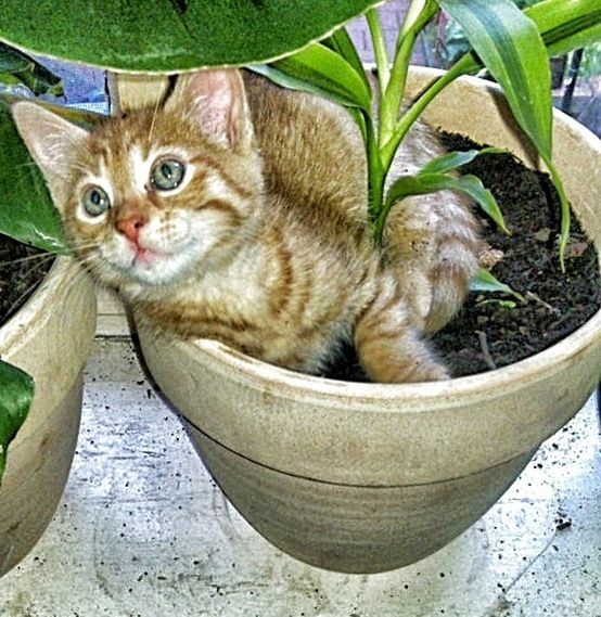 domestic cat, cat, pets, domestic animals, animal themes, feline, mammal, one animal, whisker, portrait, looking at camera, relaxation, sitting, kitten, lying down, resting, plant, potted plant, two animals, young animal