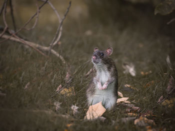 Close-up of rodent on field