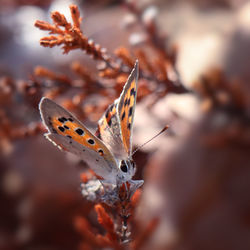 Close-up of butterfly on flower