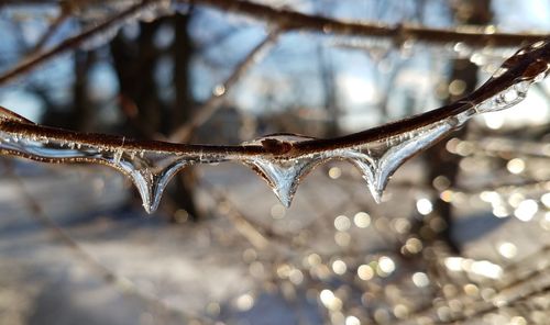 Close-up of icicles on tree during winter